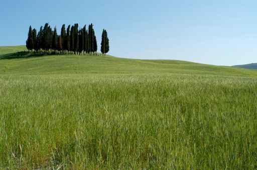 Cypress Tuscany 03 Wall Decal