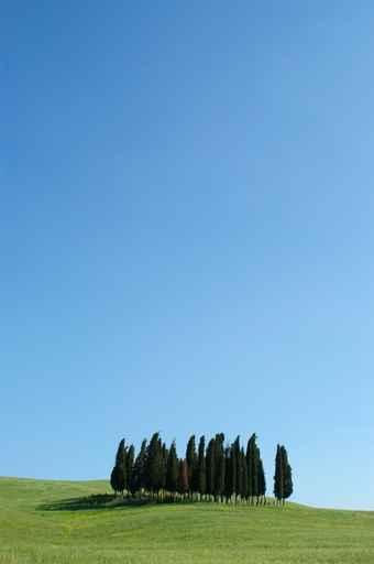 Cypress Trees Tuscany Wall Decal