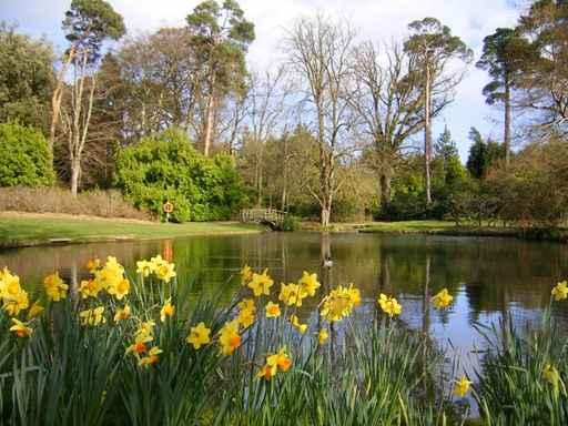 New Forest Pond Snowdrops Wall Decal