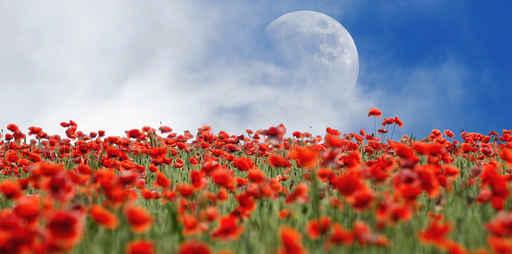 Poppies and Moon Wall Decal