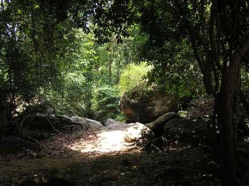 Cambodia Jungle Wall Decal