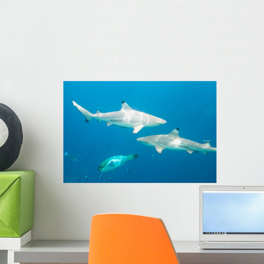 Blacktip Reef Sharks Wall Mural