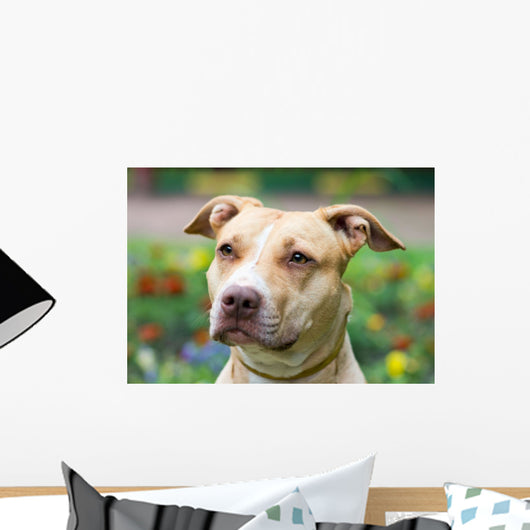 American Pit Bull Terrier