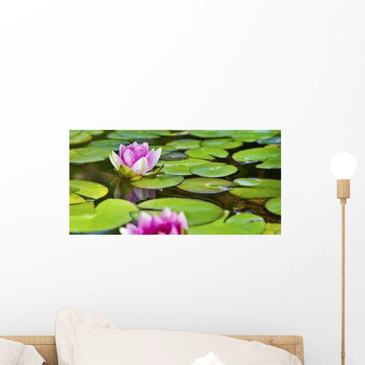 Water Lily Pond