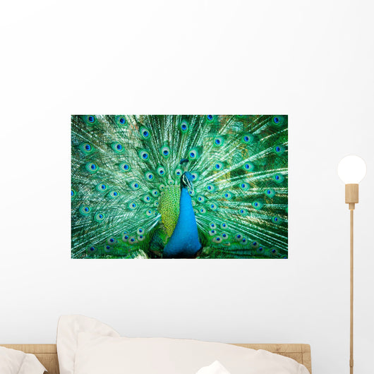 Portrait Peacock with Feathers