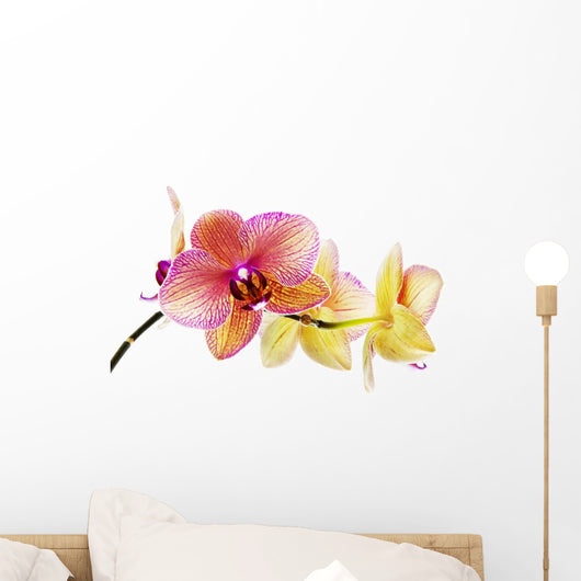 Orchid
