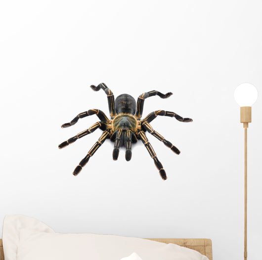 Thai Zebra Tarantula (Haplopelma albostriatum) Wall Decal