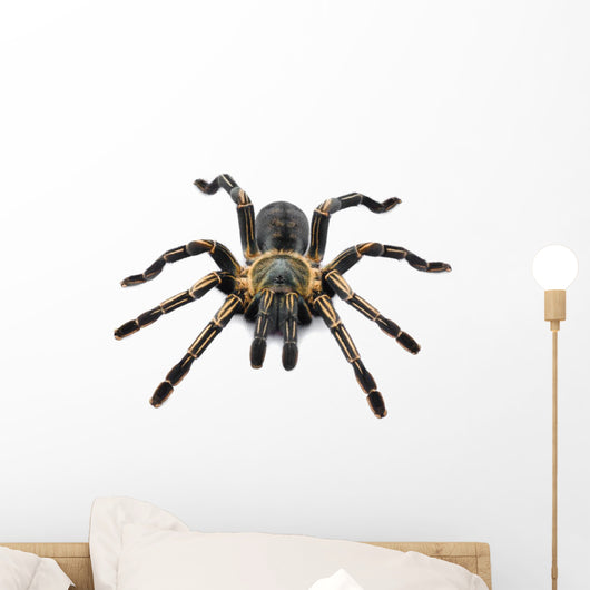 Thai Zebra Tarantula (Haplopelma albostriatum) Wall Decal
