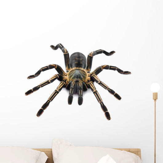 Thai Zebra Tarantula (Haplopelma albostriatum) Wall Decal