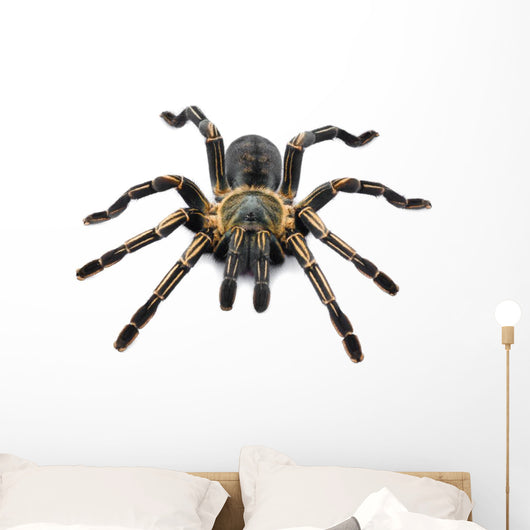 Thai Zebra Tarantula (Haplopelma albostriatum) Wall Decal