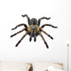 Thai Zebra Tarantula (Haplopelma albostriatum) Wall Decal