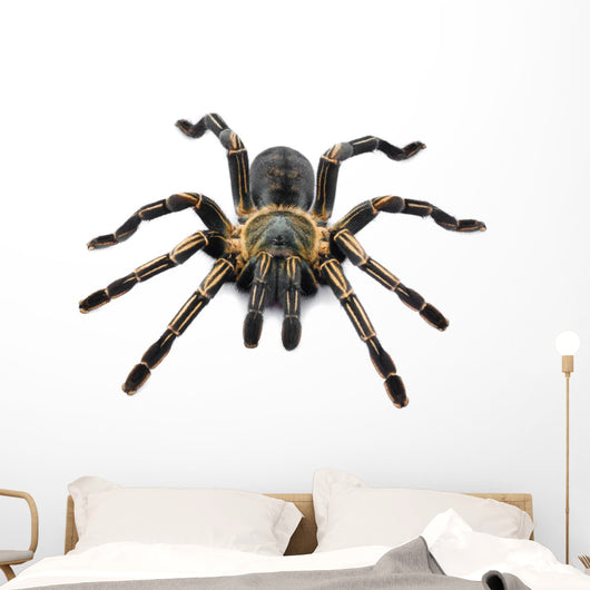 Thai Zebra Tarantula (Haplopelma albostriatum) Wall Decal