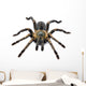 Thai Zebra Tarantula (Haplopelma albostriatum) Wall Decal