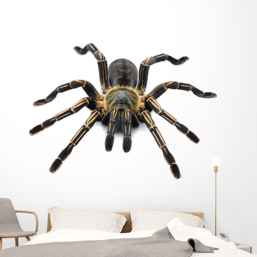 Thai Zebra Tarantula (Haplopelma albostriatum) Wall Decal
