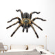 Thai Zebra Tarantula (Haplopelma albostriatum) Wall Decal