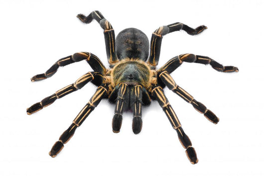 Thai Zebra Tarantula (Haplopelma albostriatum) Wall Decal