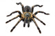 Thai Zebra Tarantula (Haplopelma albostriatum) Wall Decal