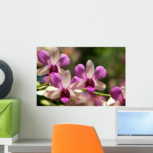 Orchides Roses
