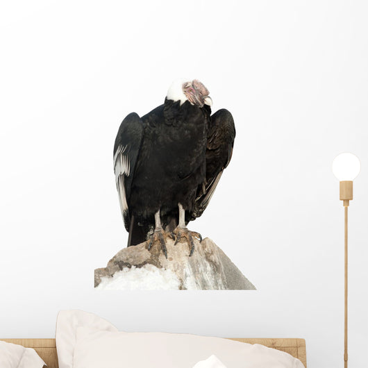 Andean Condor. Isolated over White Wall Decal