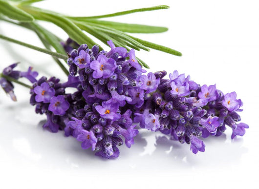 Lavender Flower Wall Decal