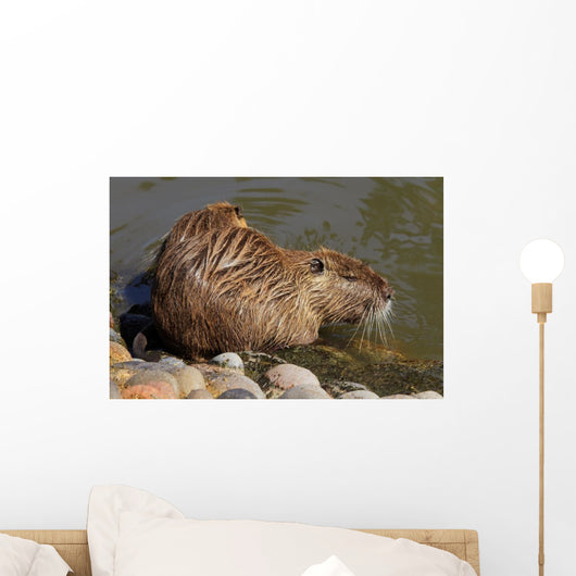 Coipo or Nutria Myocastor Wall Mural
