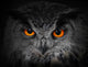 The Evil Eyes Eagle Owl Bubo Bubo Wall Mural