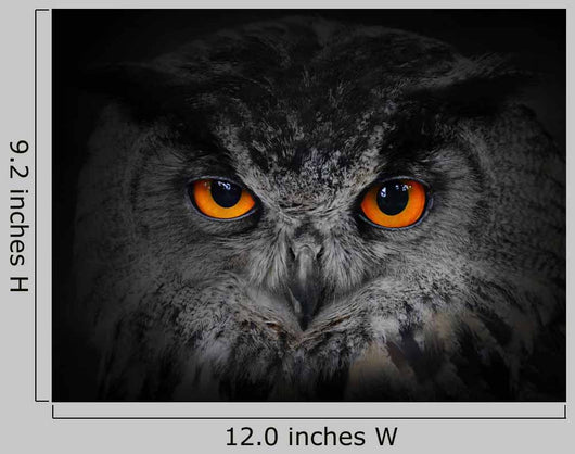 The Evil Eyes Eagle Owl Bubo Bubo Wall Mural