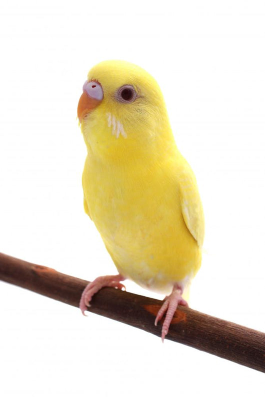 Bird Wall Decal