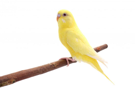 Bird Wall Decal
