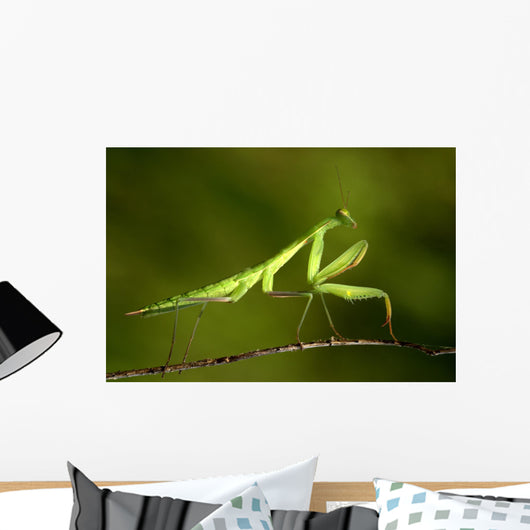 praying Mantis 03 Wall Mural