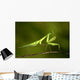praying Mantis 03 Wall Mural