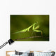 praying Mantis 03 Wall Mural