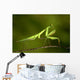 praying Mantis 03 Wall Mural