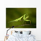 praying Mantis 03 Wall Mural