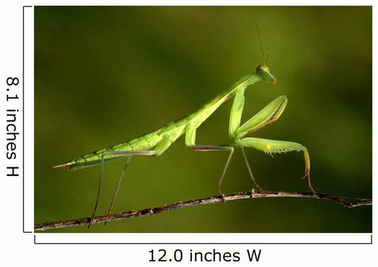 praying Mantis 03 Wall Mural