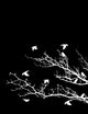 Beautiful Tree Silhouette with