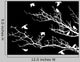 Beautiful Tree Silhouette with