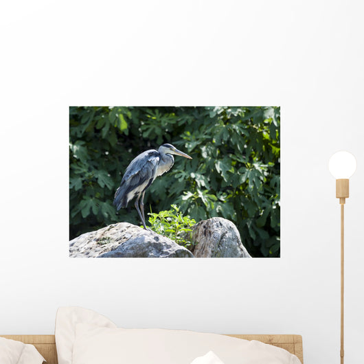 Grey Heron Standing Rock Wall Mural