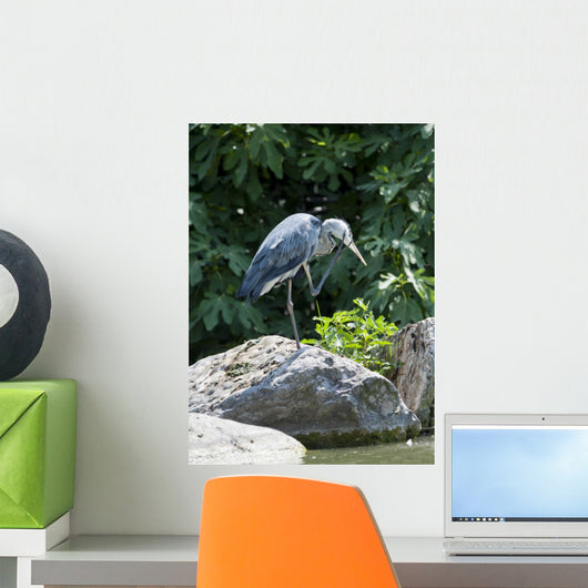 Grey Heron Standing Rock Wall Mural