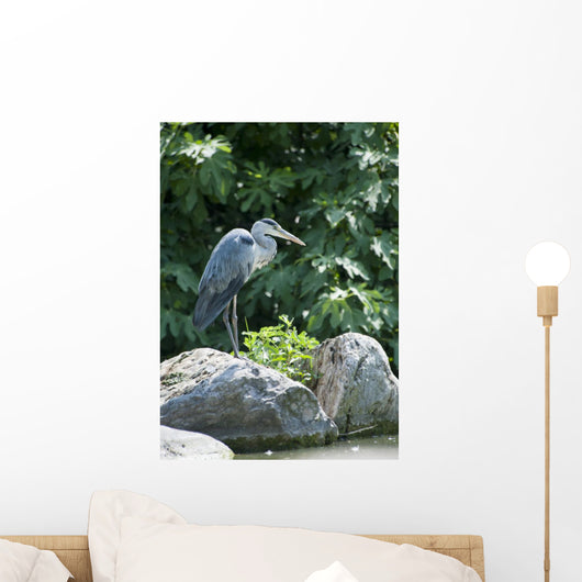 Grey Heron Standing Rock Wall Mural