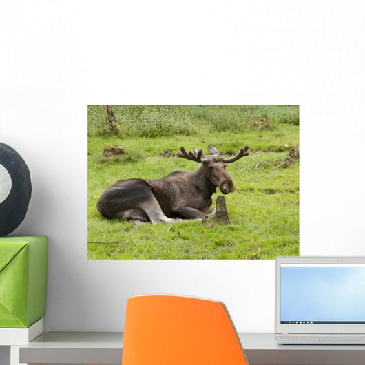 Moose Wall Mural