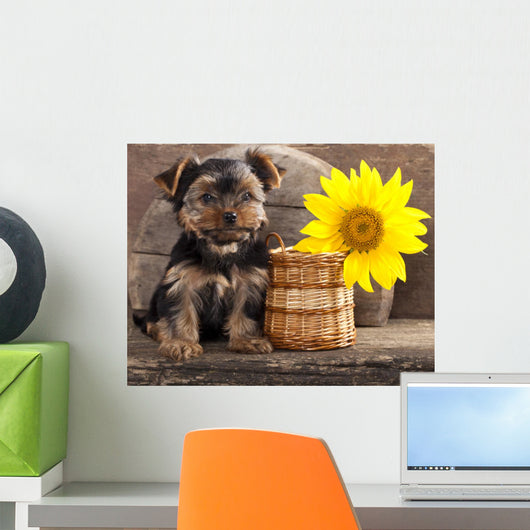 Yorkshire Terrier Puppy and