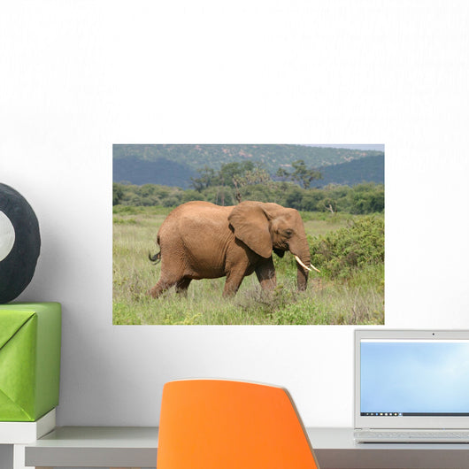 Elefant Elephant African Savannah