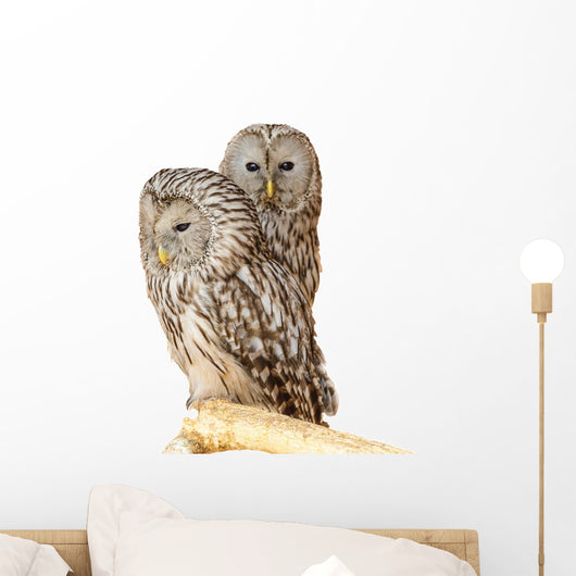 Ural Owl Wall Mural