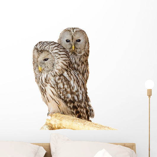 Ural Owl Wall Mural