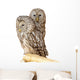Ural Owl Wall Mural