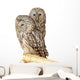 Ural Owl Wall Mural