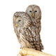 Ural Owl Wall Mural