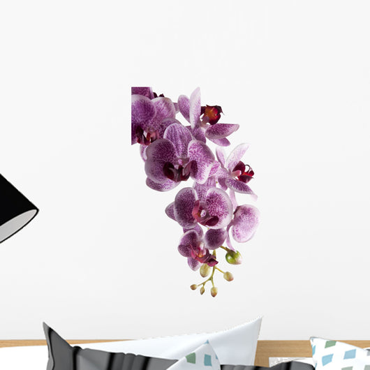 Orchid