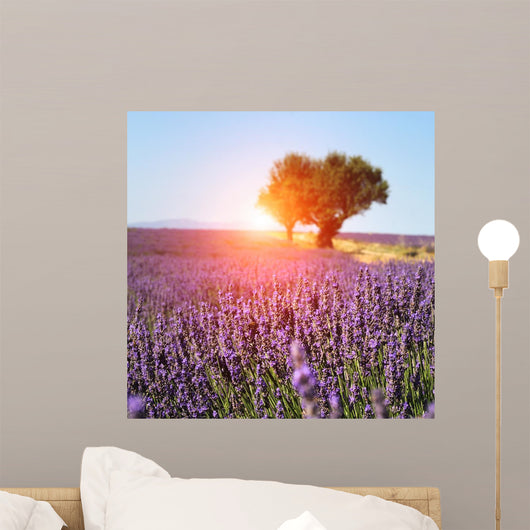 Lavender Field Provence France